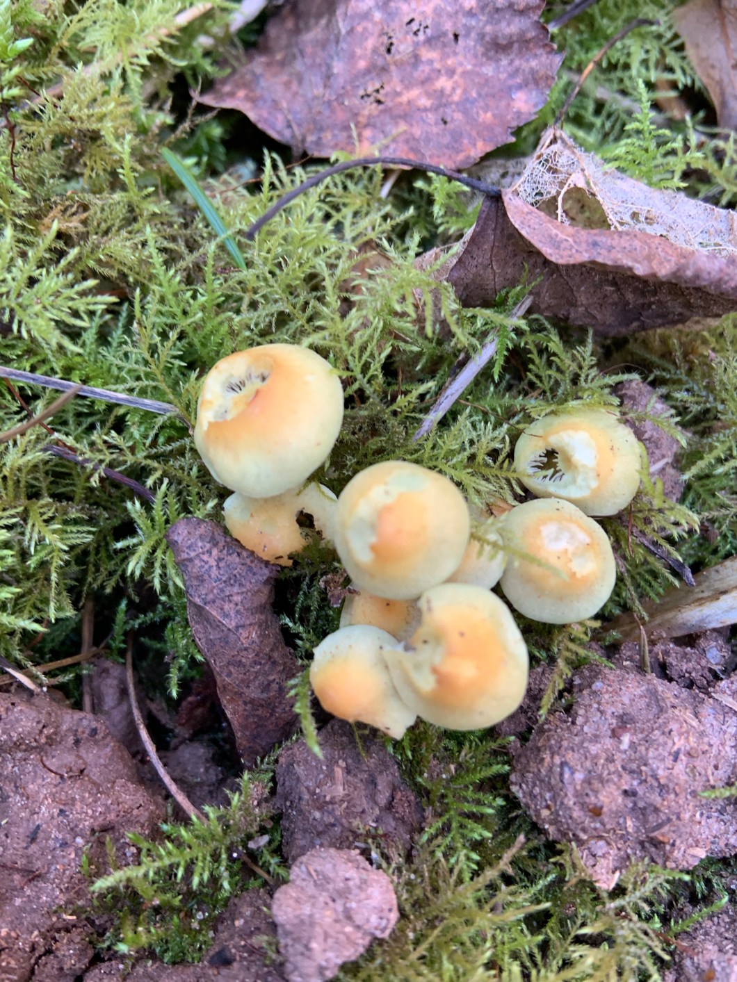 uiRQiDLISl+orQ2IbCGc9g