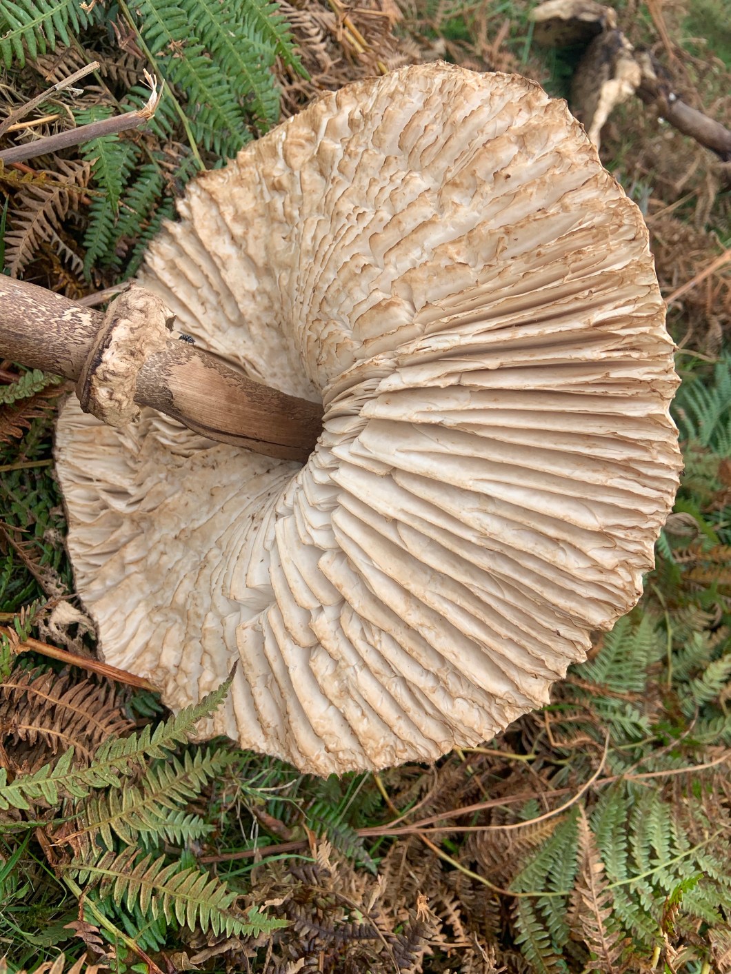 dEEWHMbKQGmZHUIe7+FZIg