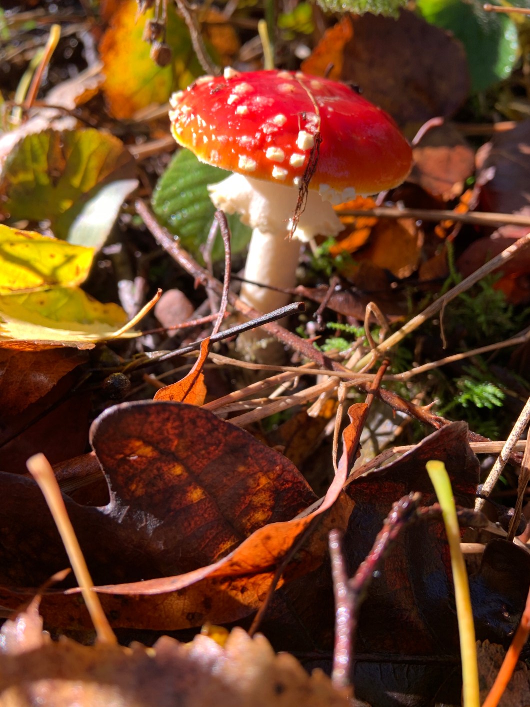 wtJ8SMyiTwmSMsBI%B+yvw