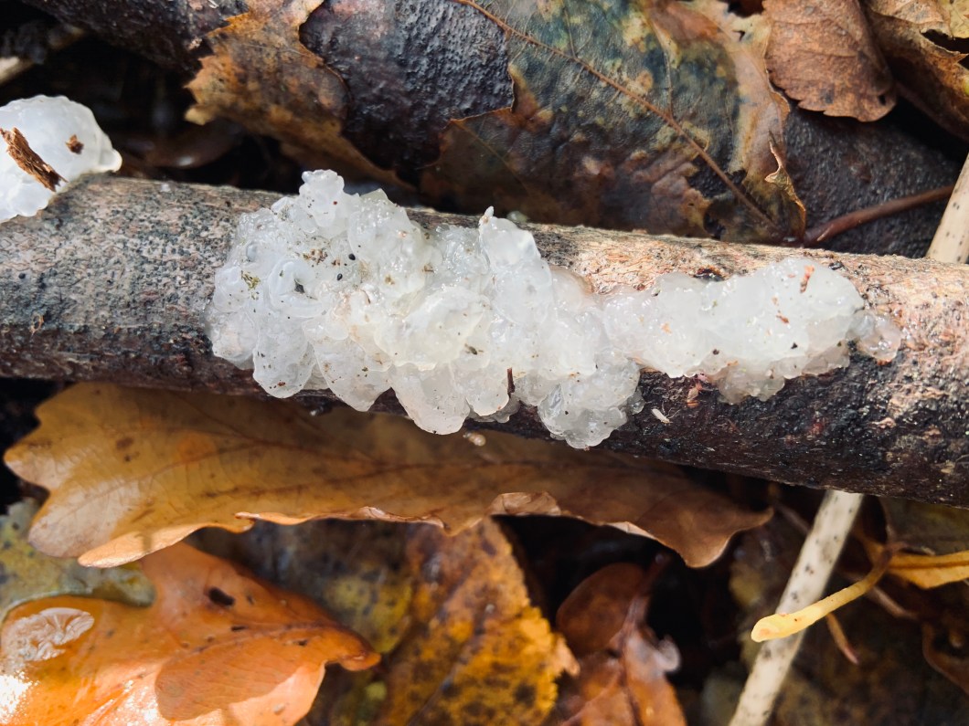 0841B6CC-7026-47A9-BDFC-2FE9CAB7785C_1_201_a