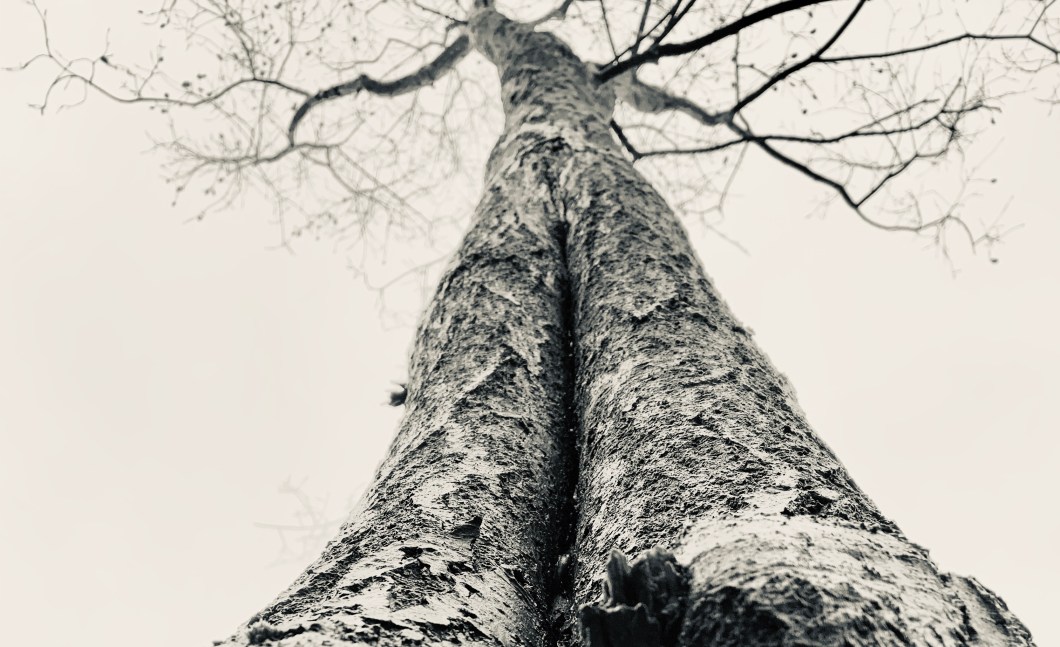 220F788C-9C3B-4401-A7B7-7DB14F09B81A_1_201_a