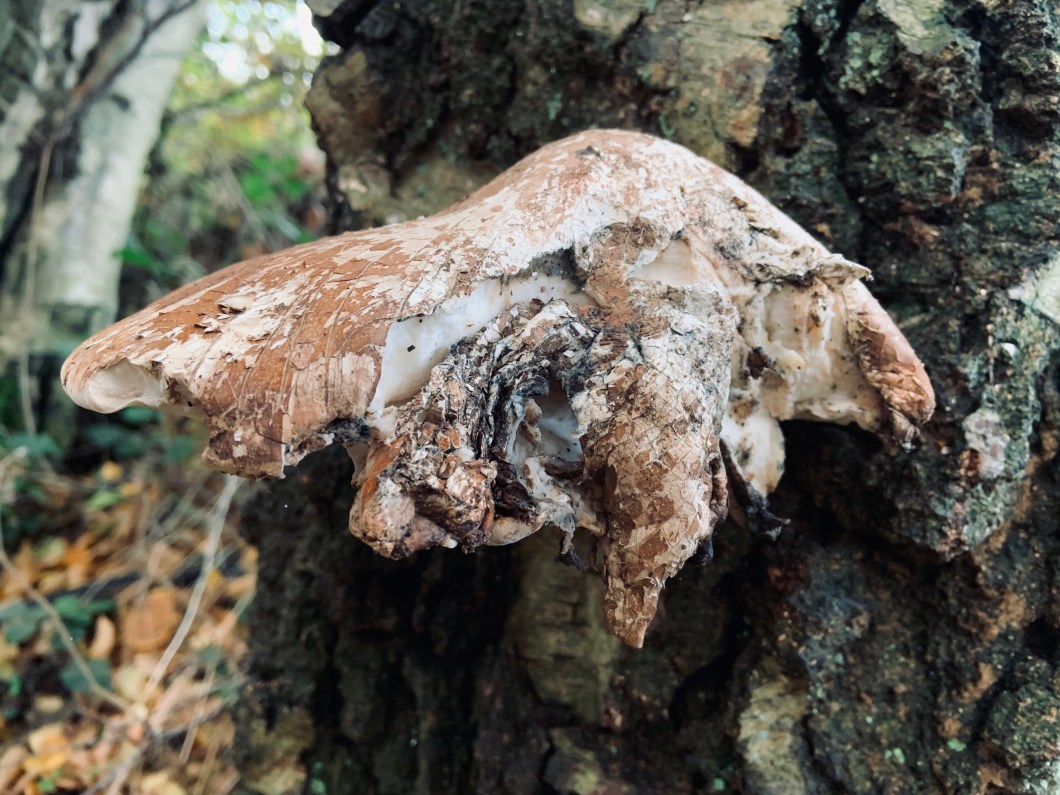 2288E469-29E9-4D43-B874-1CE4EAA2027C_1_201_a