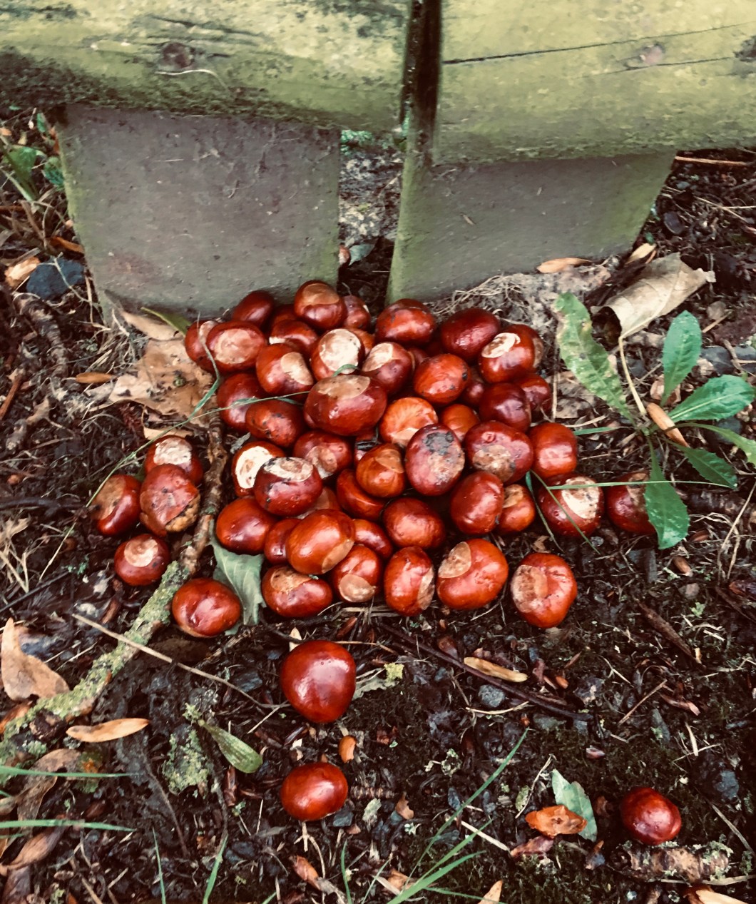 4D2C69C0-0DD3-4692-AD18-492D8DA09D76_1_201_a