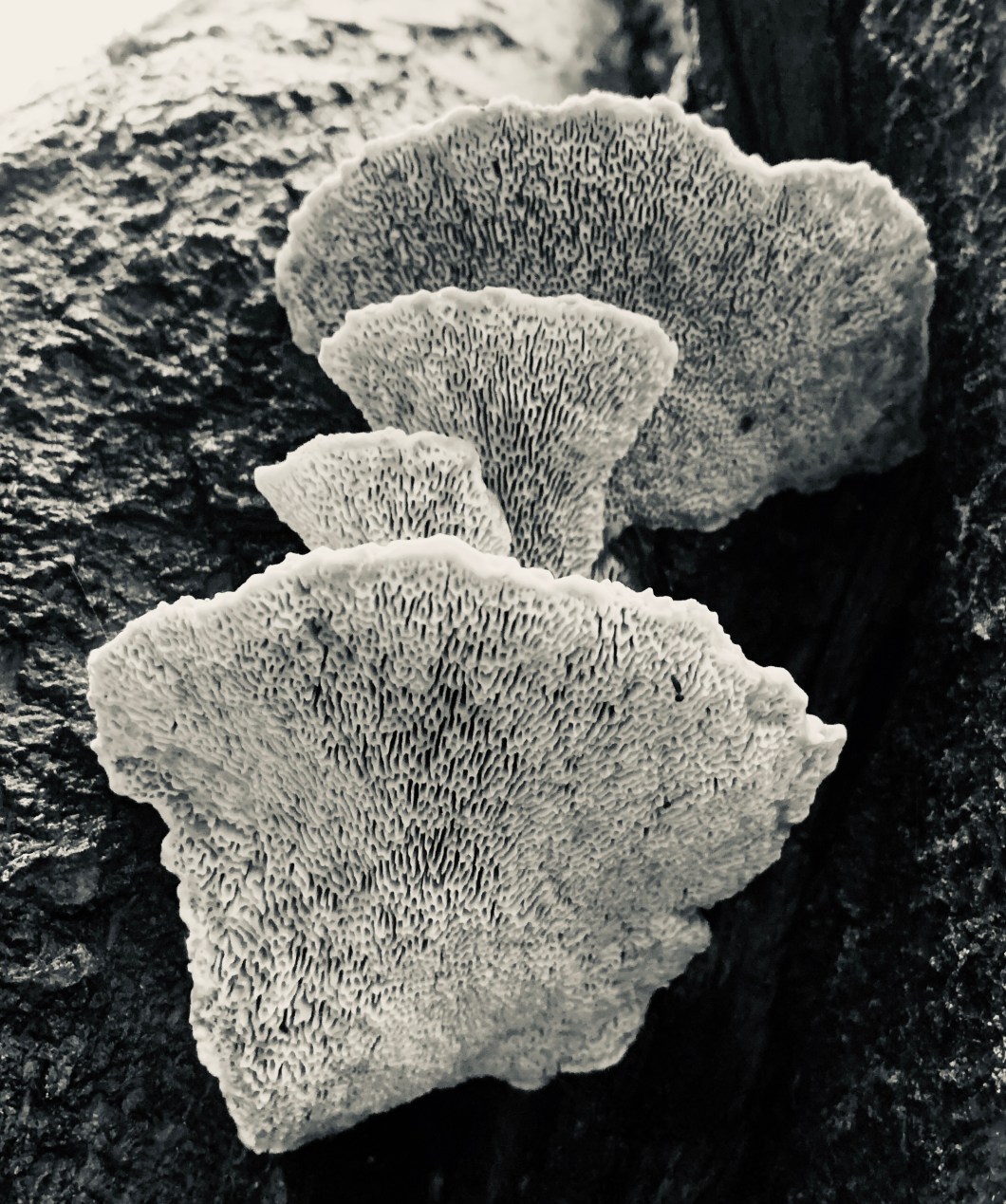 B790782C-0A01-4957-80CD-C72751829A38_1_201_a