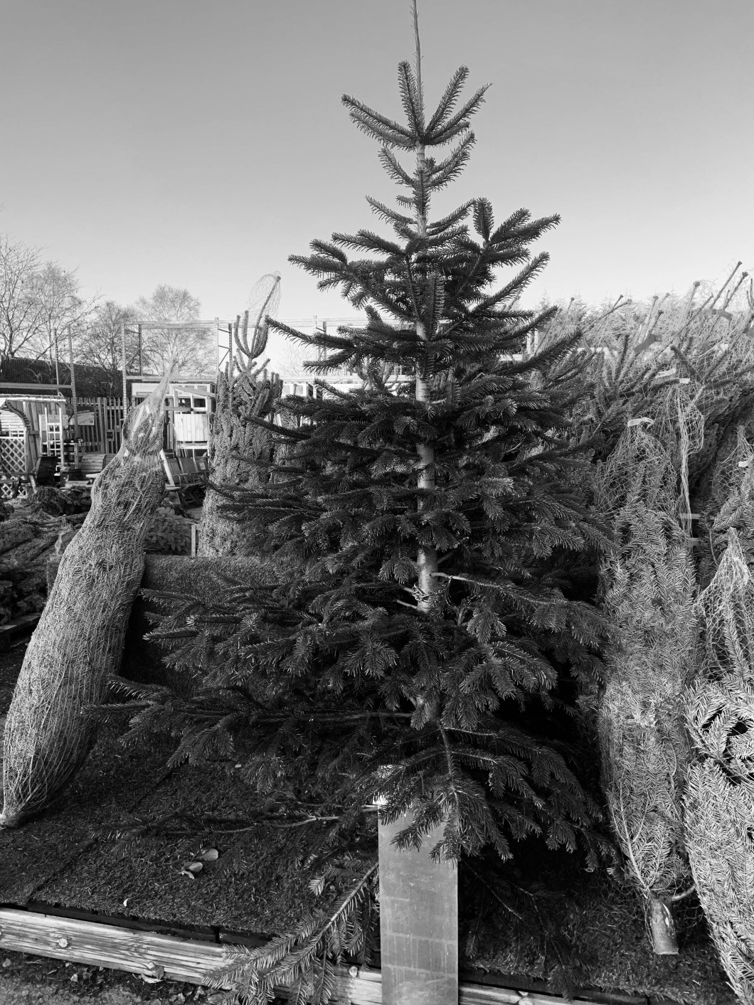 B9836343-7510-4E76-93B1-654FD66973AD_1_201_a