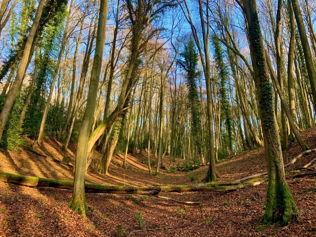 28A6399C-D5B9-4999-86F9-62580BB542A4_1_201_a