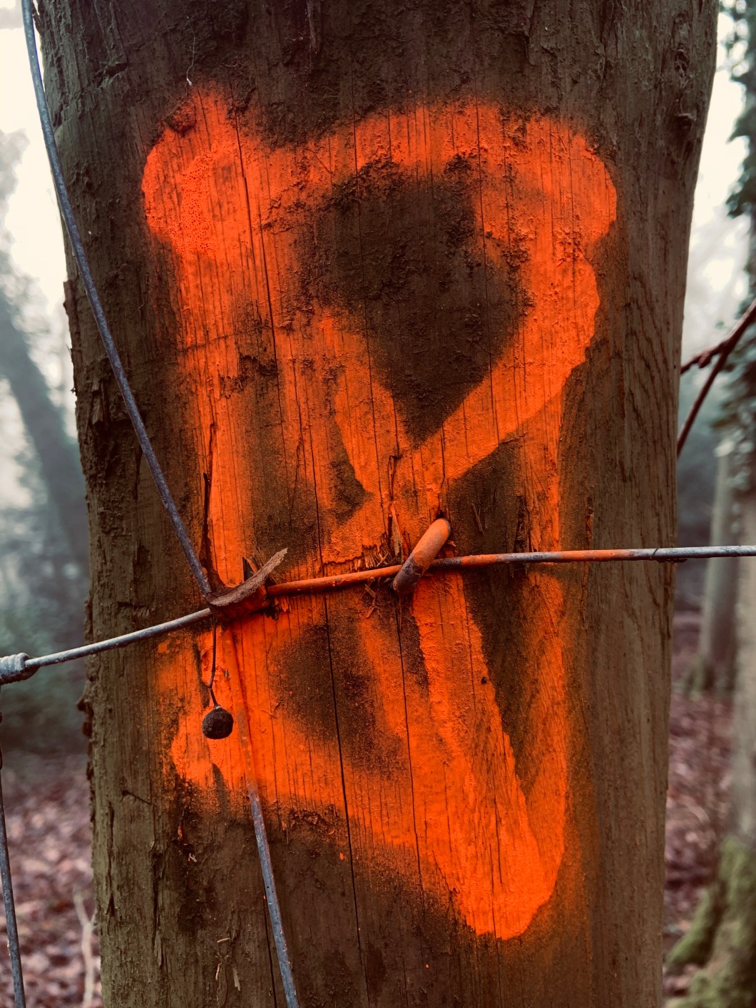 4298FB11-7627-4572-901E-D5B05A6A7BE4_1_201_a