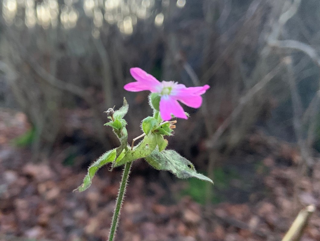 7EE3F693-E72C-41FB-BCD0-E3AA8882788B_1_201_a