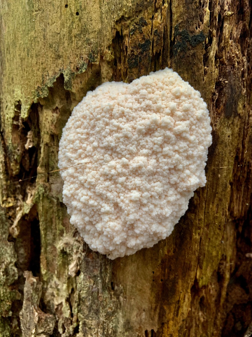 CC5ED440-DC25-4A4F-9D40-5B72E0E0242C_1_201_a