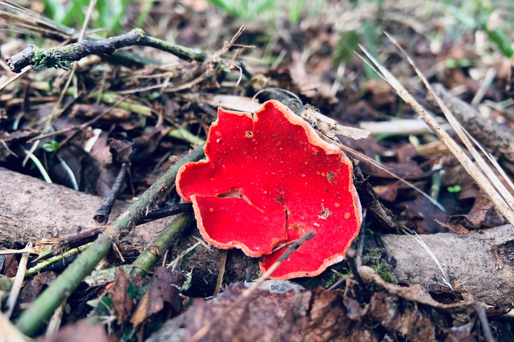 4933FDC7-880D-401A-B78F-629BB7327E3A_1_201_a