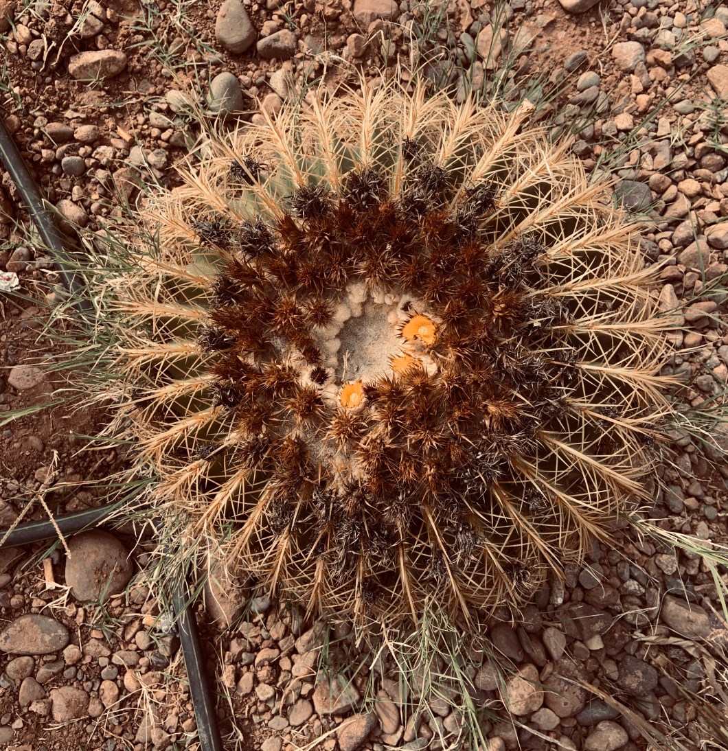 58348B17-E083-44AF-9850-F89B33F5FC6A_1_201_a