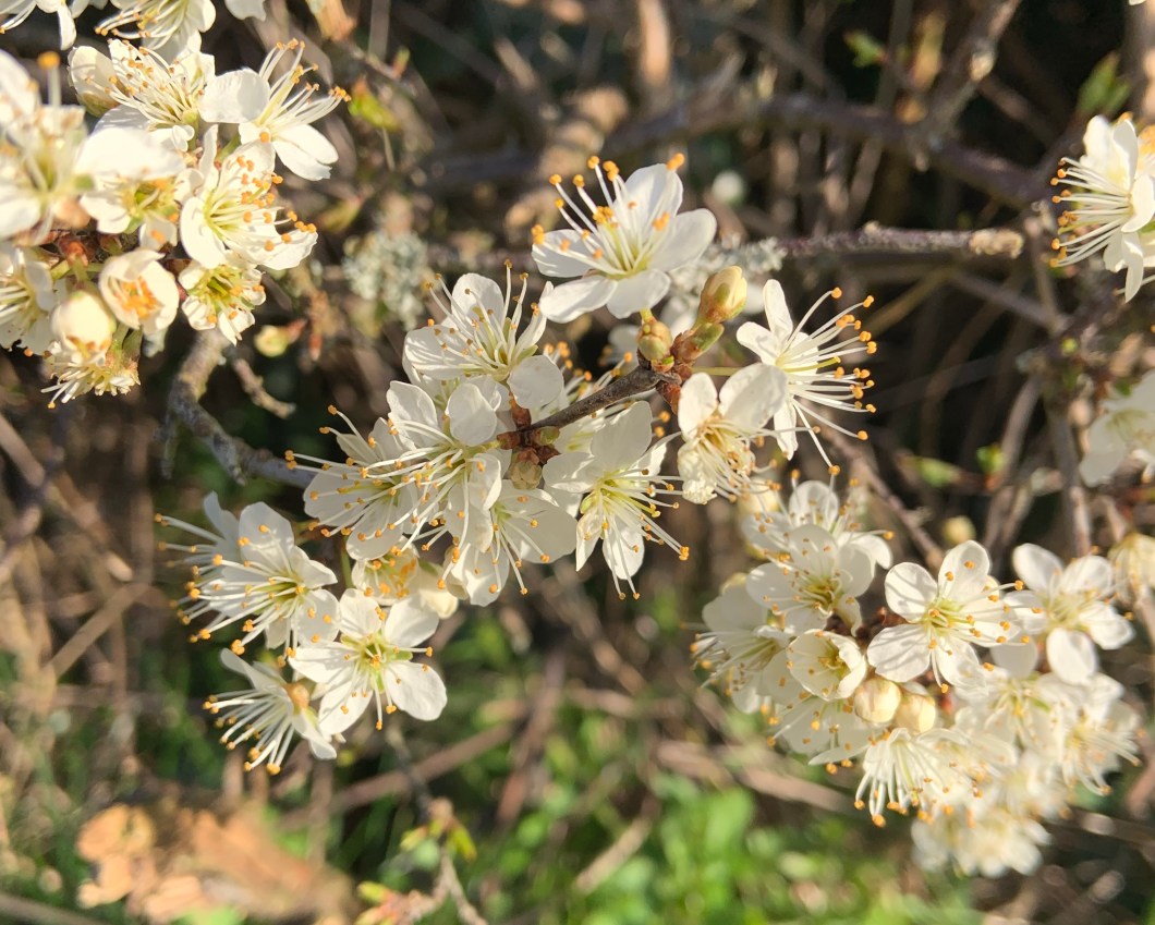 BDE9B69F-D76F-4D10-9A49-E314946CB2FA_1_201_a