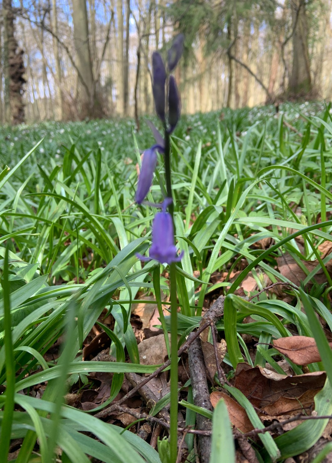 DD41FA2D-8856-4DD6-9188-C5016B6C3357_1_201_a