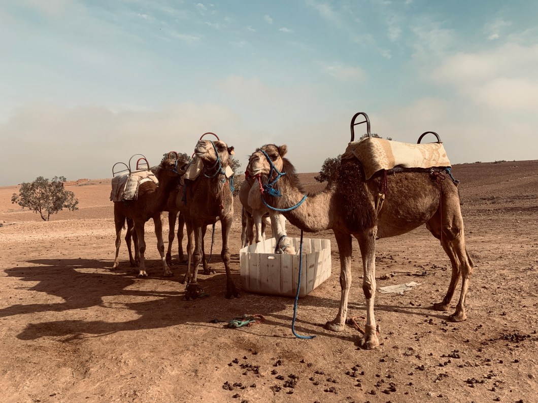 E039ACA3-401F-499C-847C-D0B3E5C211EA_1_201_a