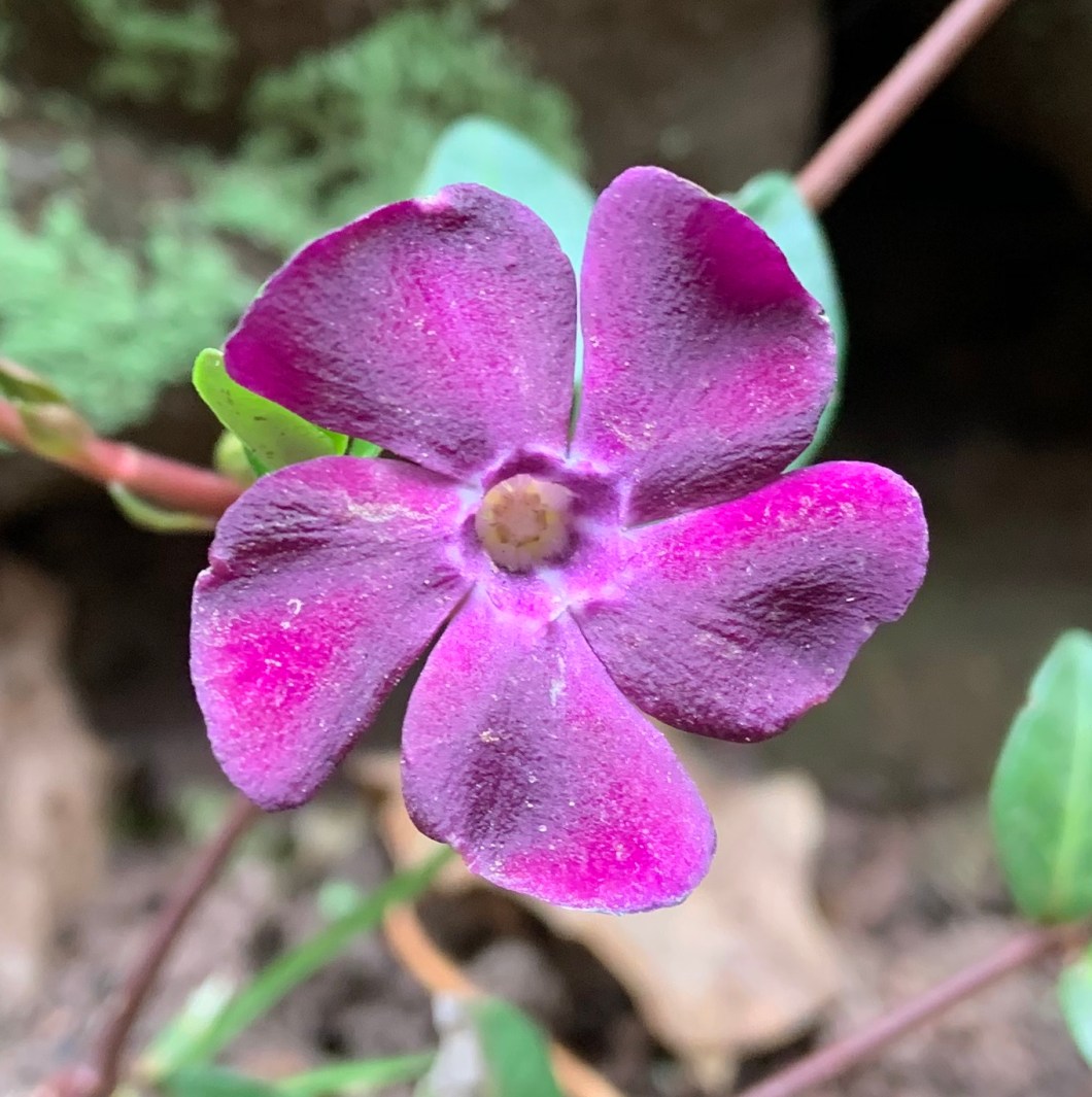 F4A00C8C-2168-40D0-937B-ACC0E456085E_1_201_a