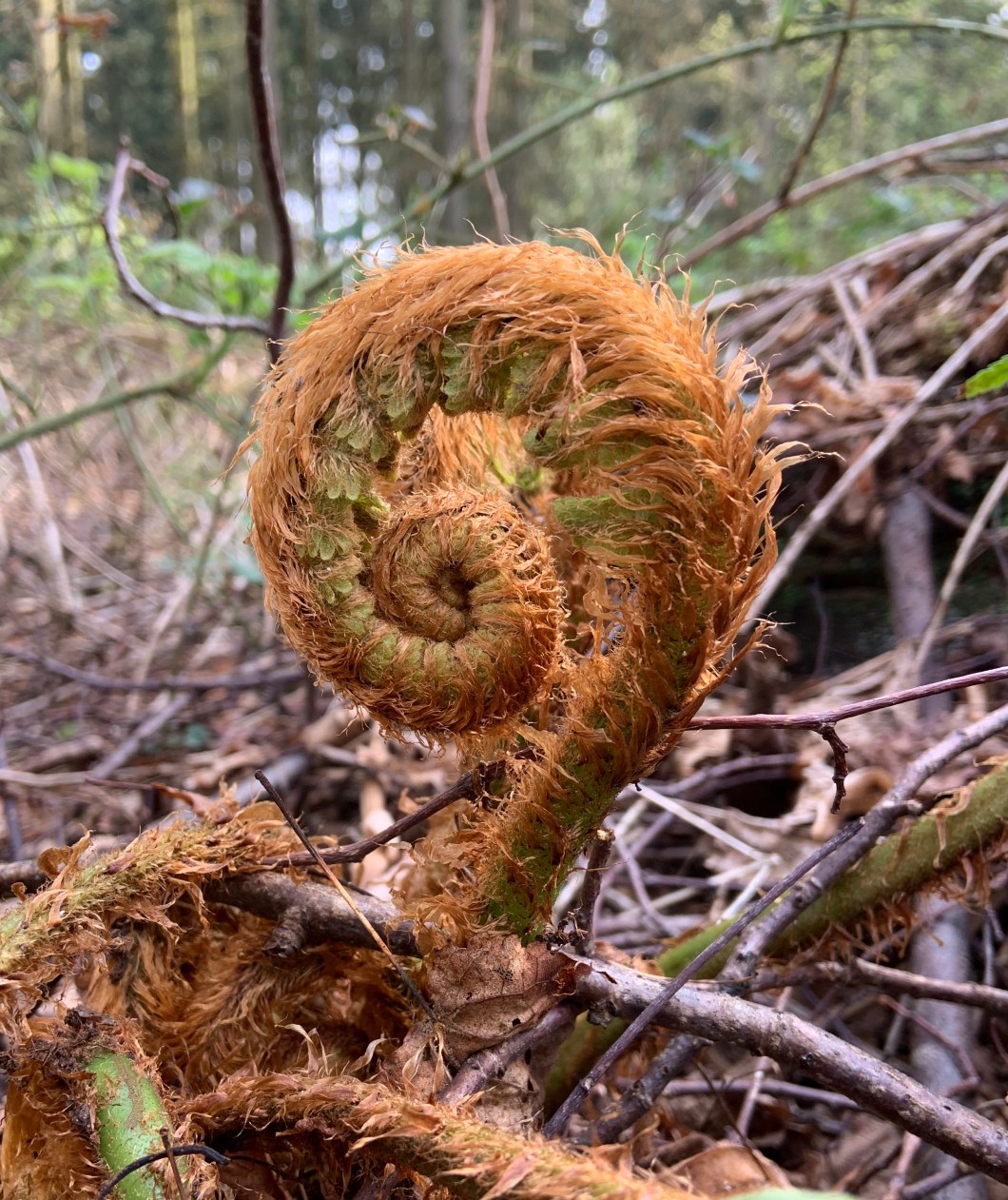 B26138E6-193E-42F8-BCFD-8E3D5A067818_1_201_a