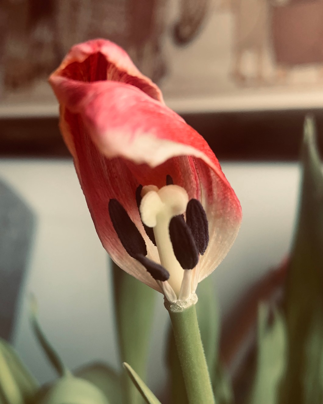 E0D12936-A7B3-448F-94D1-DA36473A9E84_1_201_a