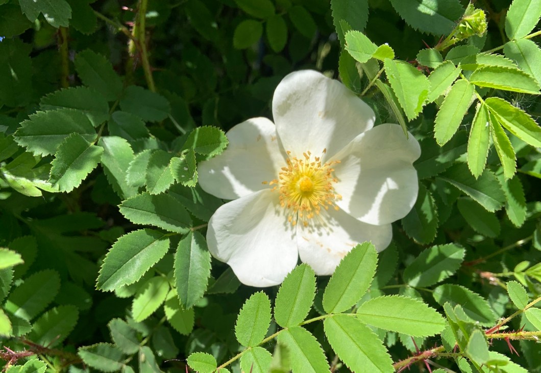 25987408-D39B-441F-82A3-1ABE69C48E52_1_201_a