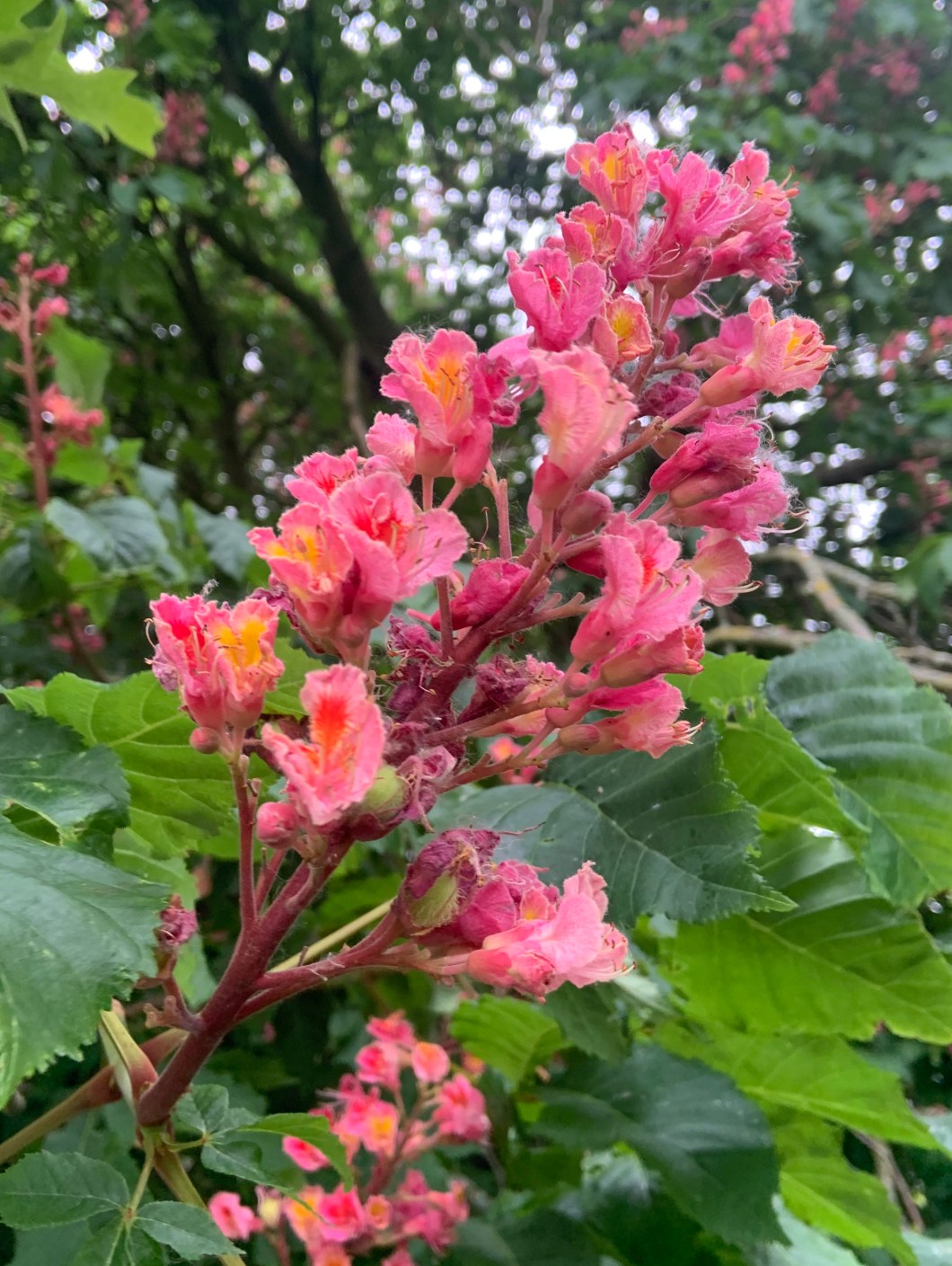 7E145352-009C-4B9B-AE07-AF4DFC63C4CA_1_201_a