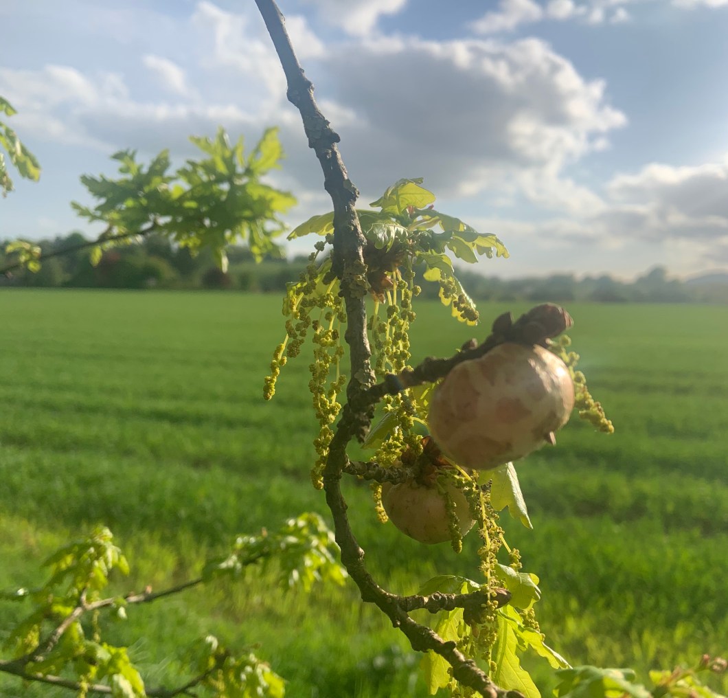 9900D6B3-0342-4DD9-BD83-D149C0DCEDDE_1_201_a