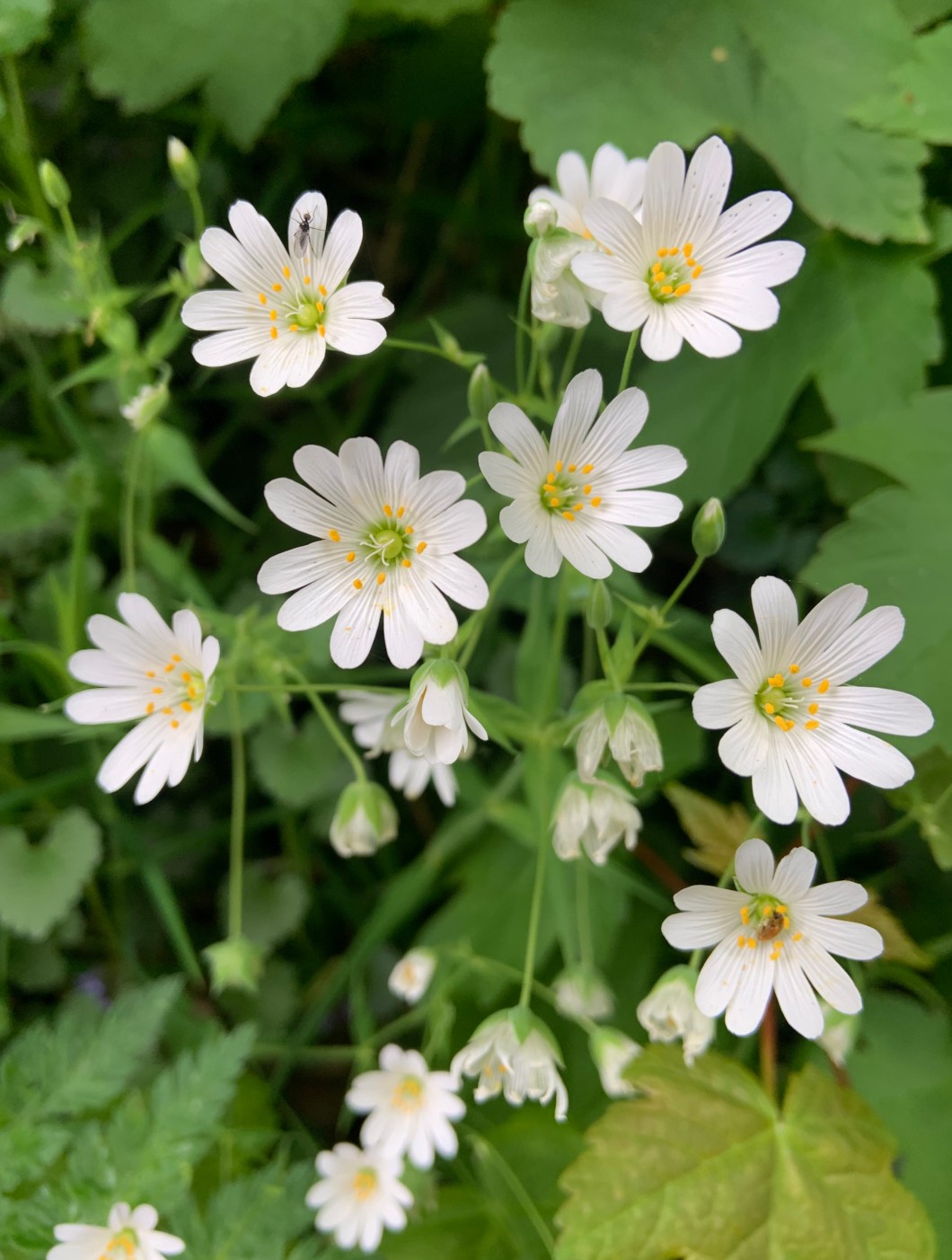 CE8092FA-461B-486E-91BD-54F8D882574C_1_201_a