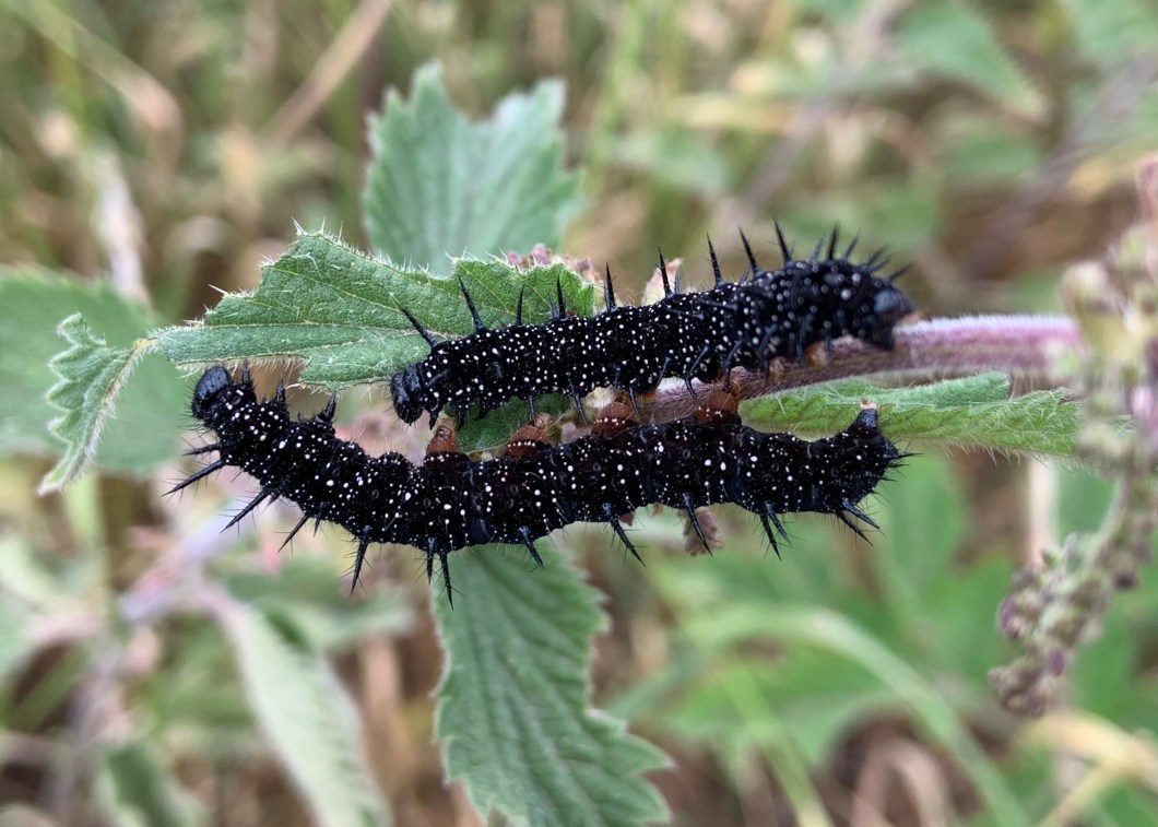 2057B921-4322-4631-A9D1-815EC845BBAD_1_201_a