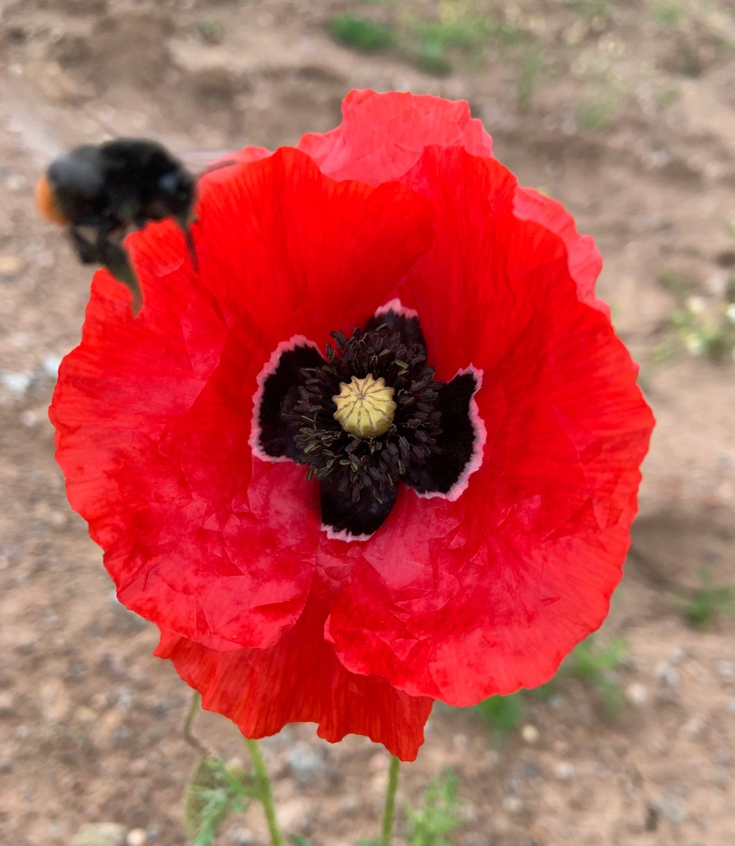 407ADA1F-C71D-4ADA-BF07-79365C0B84D3_1_201_a