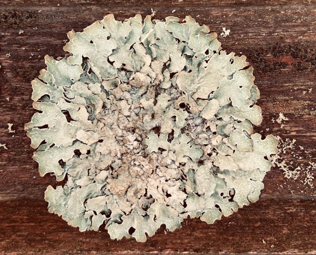 4F41C0AC-DC32-471D-991E-15DC917D1BA2_1_201_a