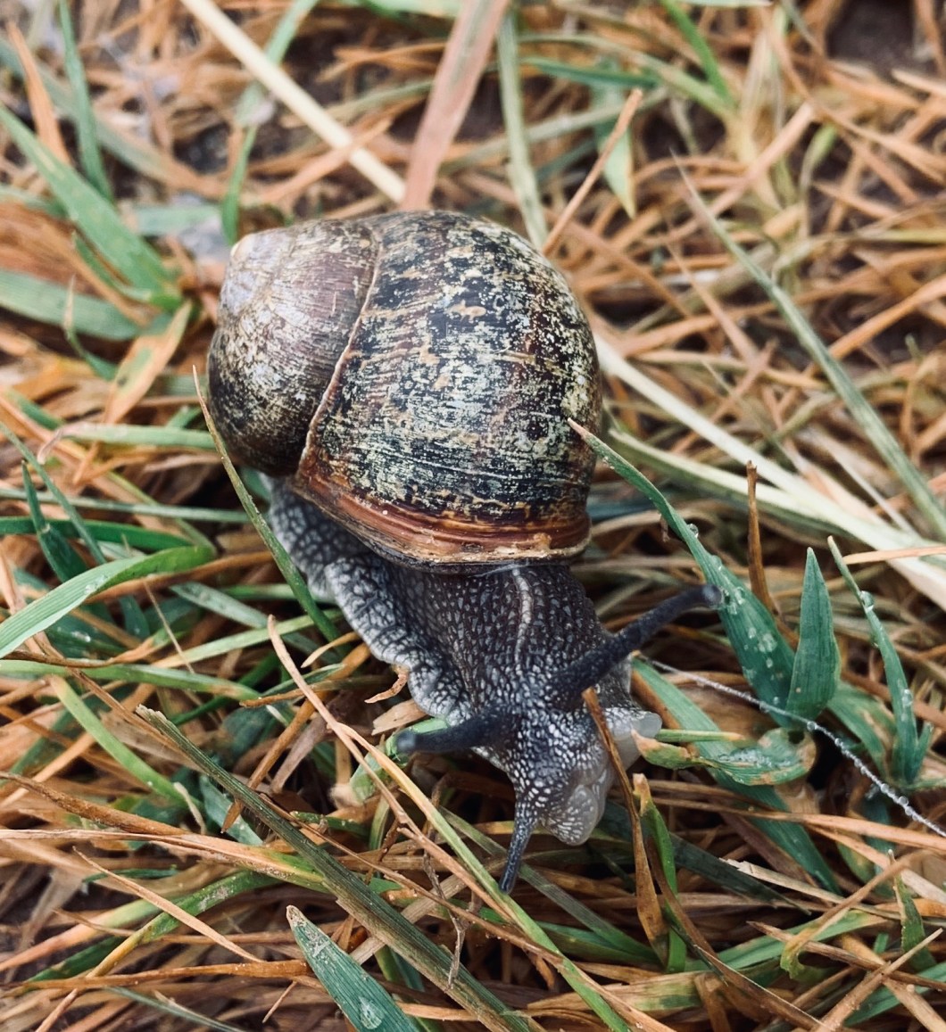 5D79D377-9397-48BE-8475-8F681F53801D_1_201_a