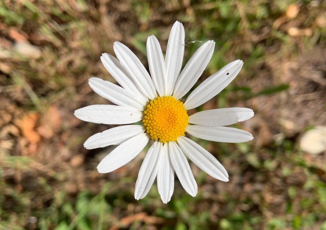 ABA71D50-A43A-4714-AB60-C0E35F62DF45_1_201_a