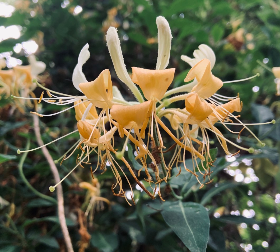 E9F19CDA-5FEE-4721-9662-95350AD2FFE6_1_201_a