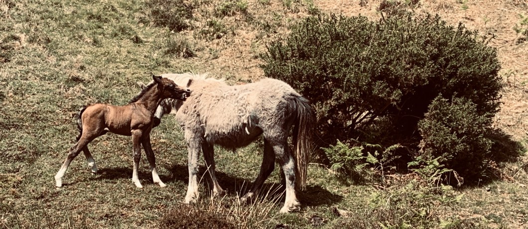 F0DCA91D-6DC9-4688-872F-11C38BF7F1CB_1_201_a