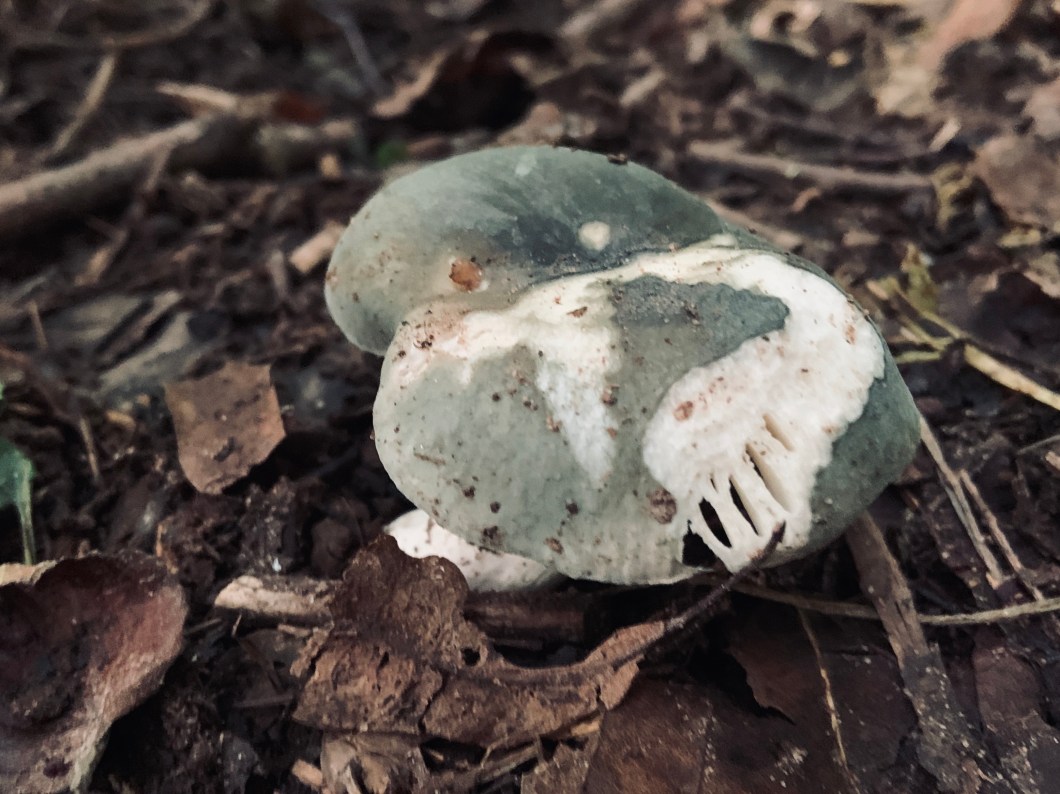 4742559B-9B11-42FF-AE1E-2807ACA429F2_1_201_a