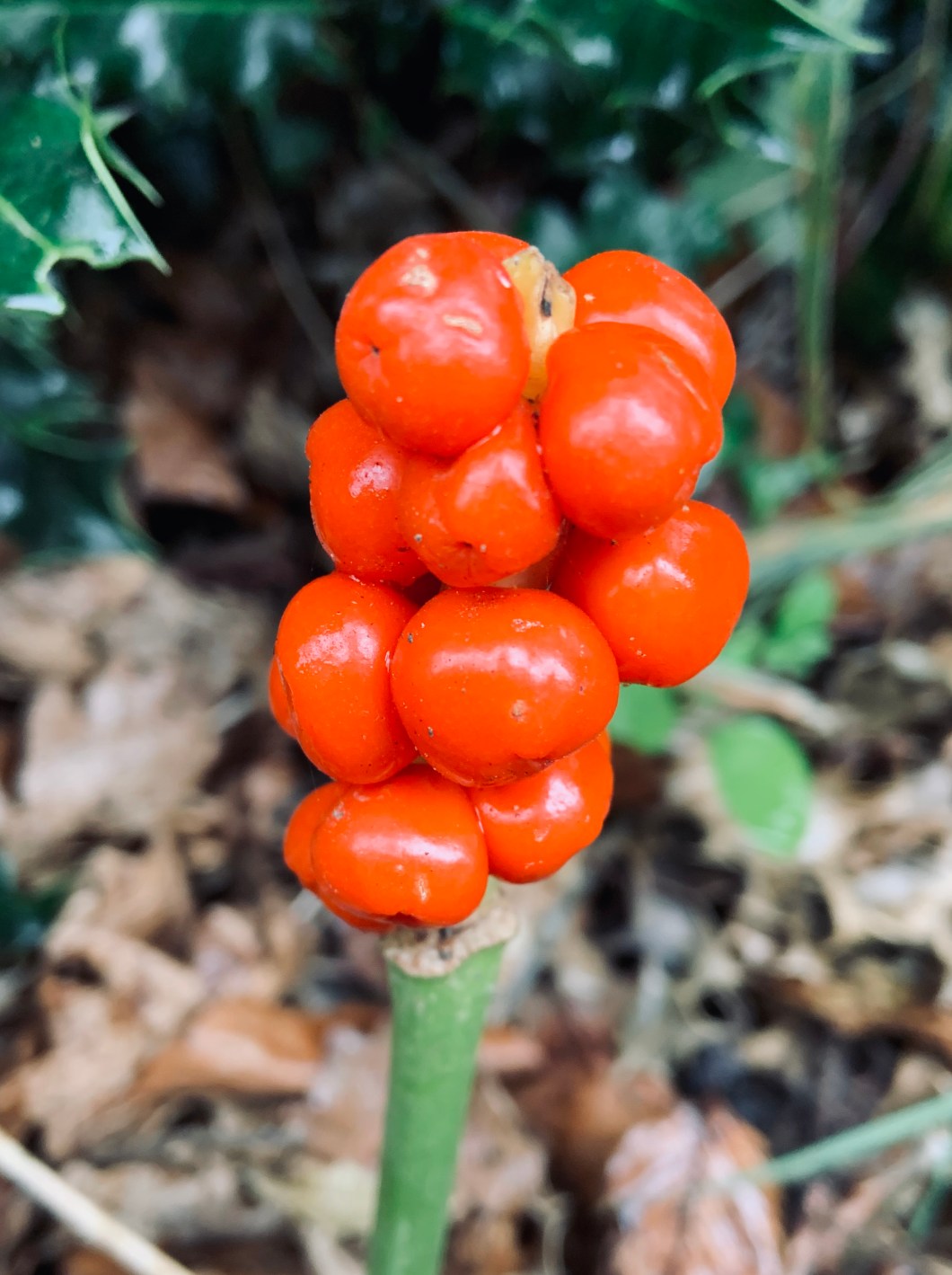 73762F4D-E22B-4D90-81E3-5A00C8F0B5F0_1_201_a