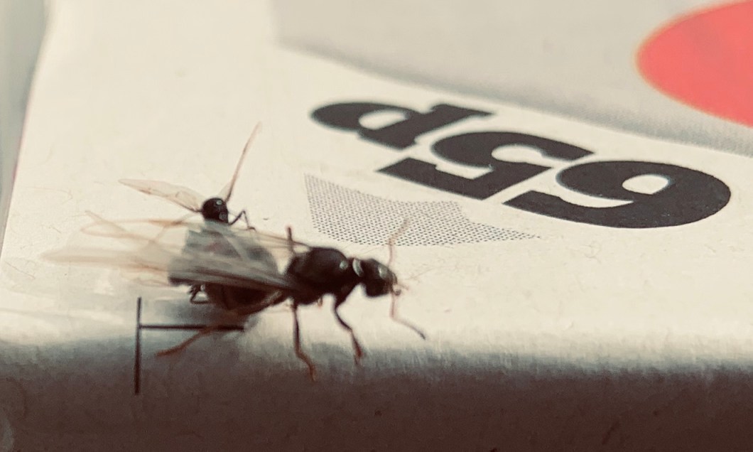 87CF84C8-8FBE-43DA-A9EB-3C952E4D3BC5_1_201_a