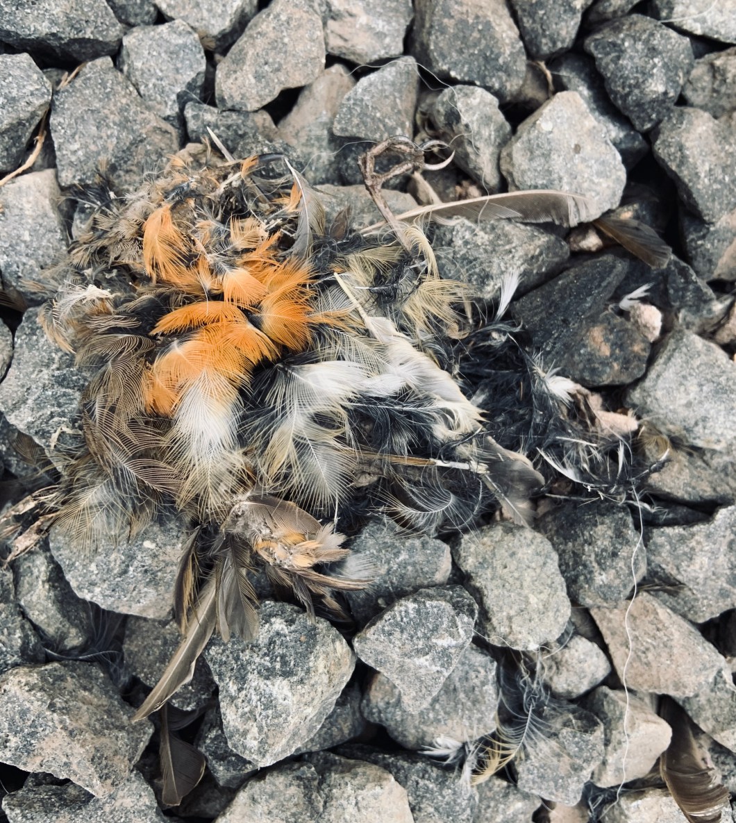 3106D8DE-9478-4756-9A2A-6BA216F6B1AA_1_201_a