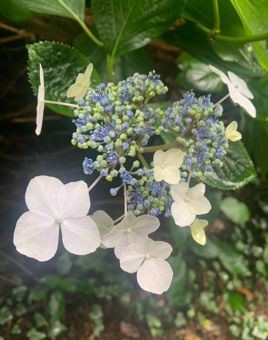 6F7903AA-674B-4D1C-8A0E-FDD554F2F0DE_1_201_a