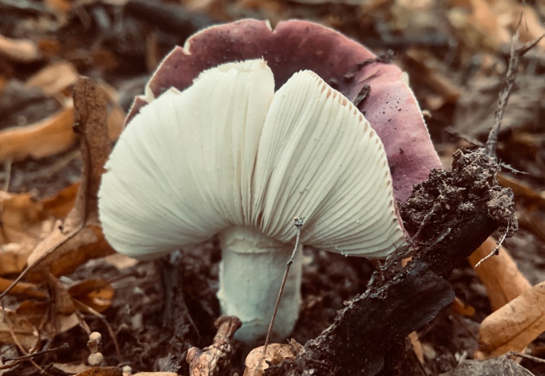 CD3D7FAE-DC10-45B6-89F1-6832BD1A2355_1_201_a