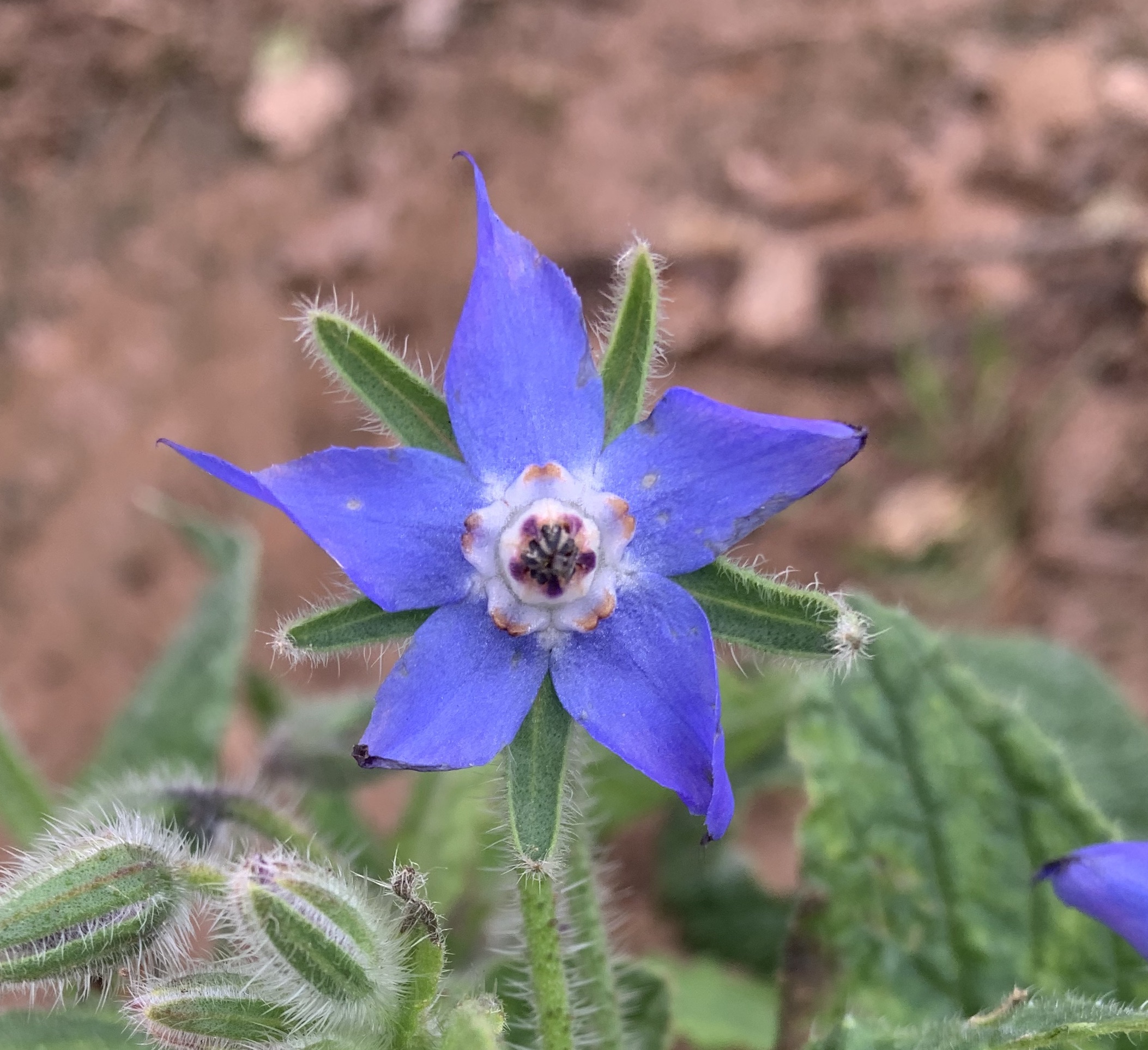 FOTD: Common Borage – The Count Of North Clifton